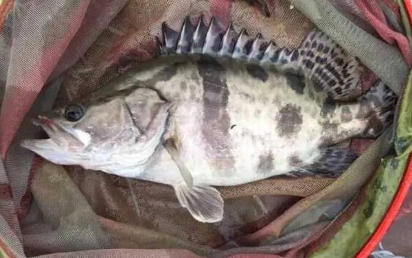 路亚鳜鱼一般用几克铅头钩?