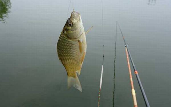 台钓主线用什么材料的线好?