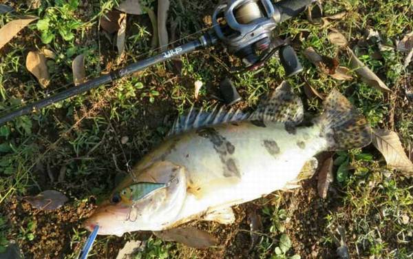 路亚钓法一般用几号线?