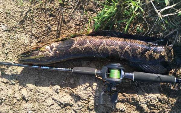 路亚钓法一般用几号线?