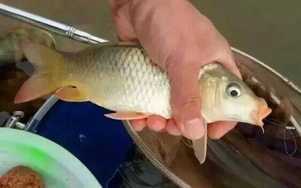 钓鲤鱼用几号主线几号子线几号钩?