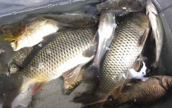 钓鲤鱼用吃铅多重的漂比较好?