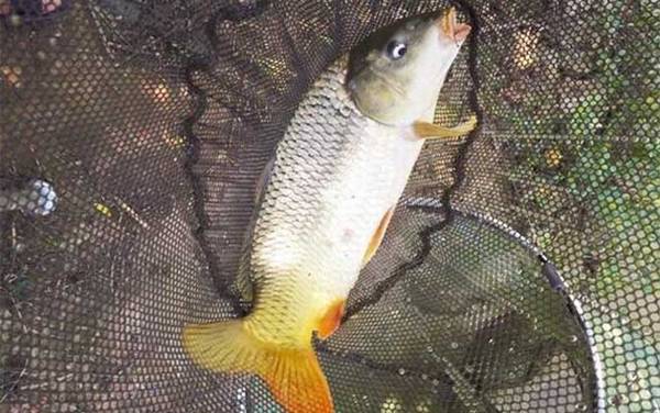 钓鲤鱼串钩好还是爆炸钩好?