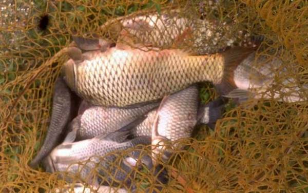 钓鲤鱼串钩好还是爆炸钩好?