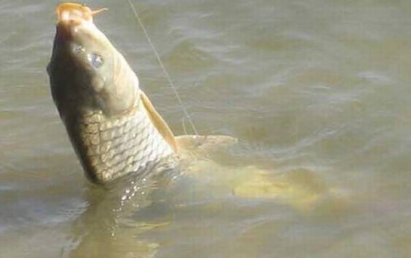 钓鲤鱼用什么钩子比较好?