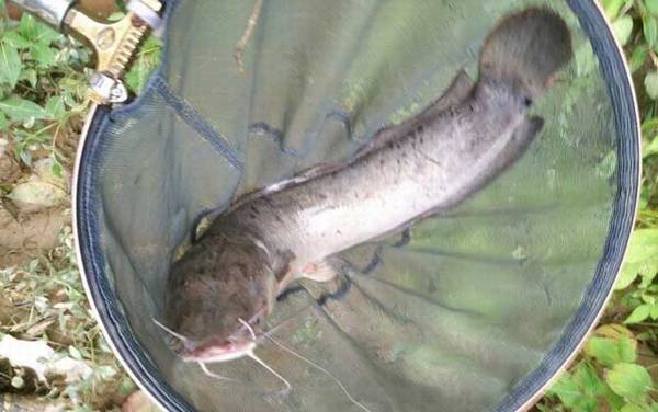 朝天钩钓什么鱼好?