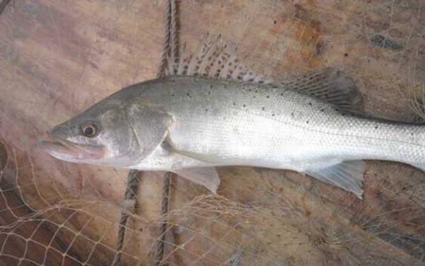 管付钩适合钓什么鱼?