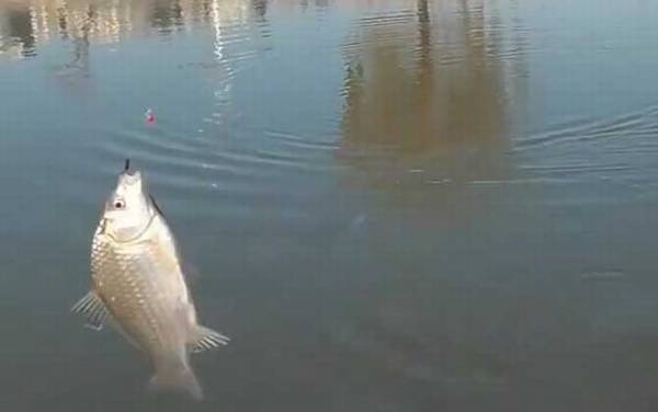 丸世鱼钩钓鲫鱼用几号钩?