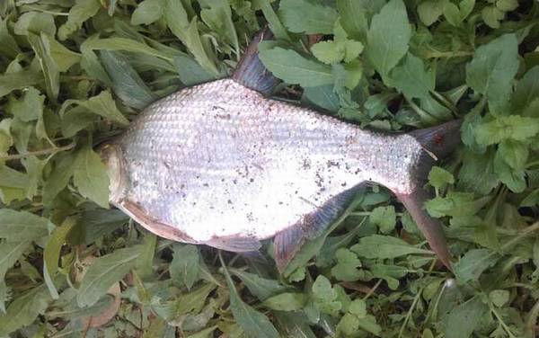 鲇竿适合钓什么鱼?