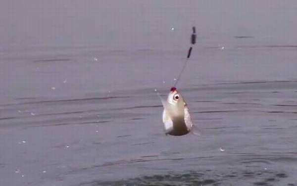 冬季钓鱼用多长的竿最好?