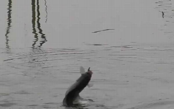 冬季钓鱼用什么鱼钩?