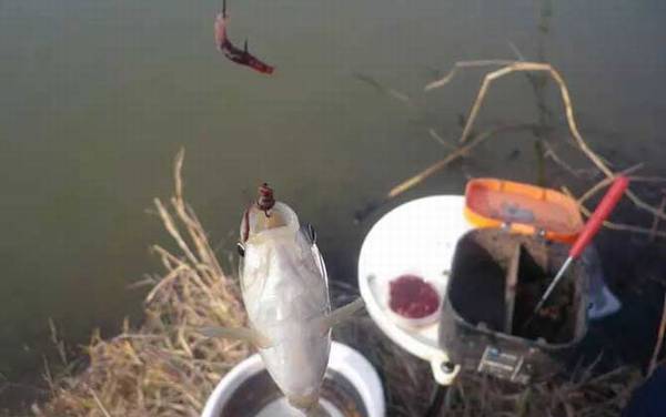 蚯蚓钓鲫鱼用几号钩?