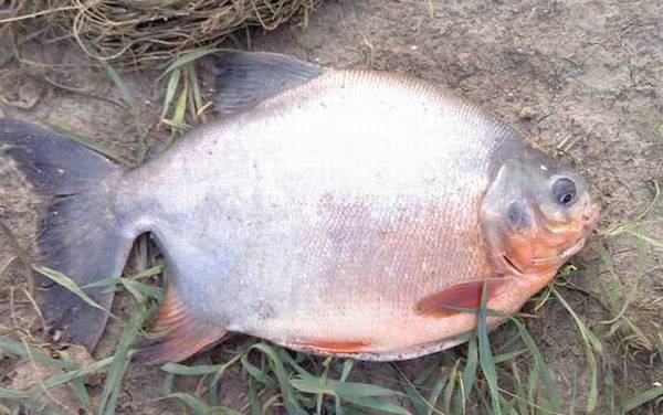 钓鲳鱼用什么子线不断?