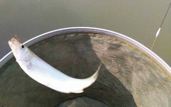 金袖1号钩适合钓什么鱼?