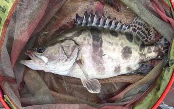 路亚鳜鱼什么调性的路亚竿好?