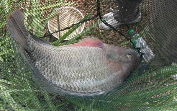 秋田狐鱼钩适合钓什么鱼?