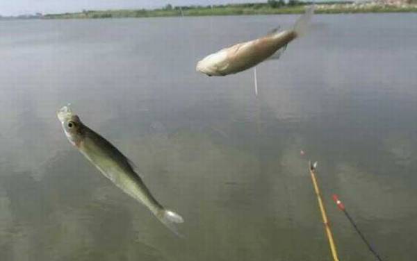 秋田狐鱼钩适合钓什么鱼?