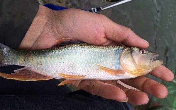 秋田狐鱼钩适合钓什么鱼?