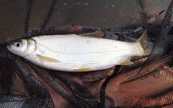 秋田狐鱼钩适合钓什么鱼?