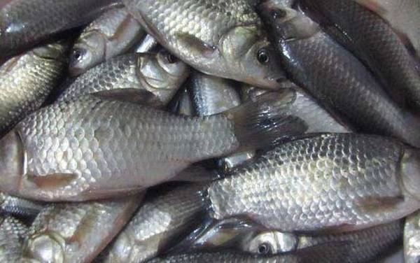 6号袖钩适合钓什么鱼?