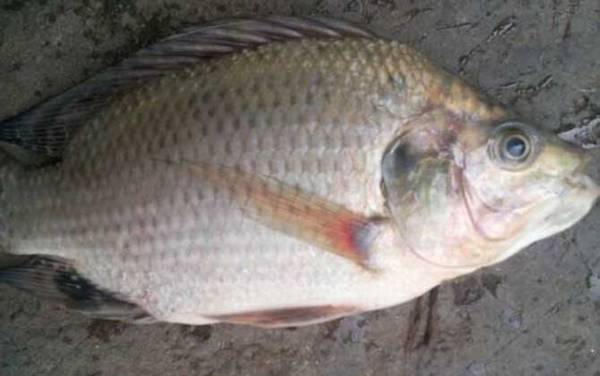 6号袖钩适合钓什么鱼?