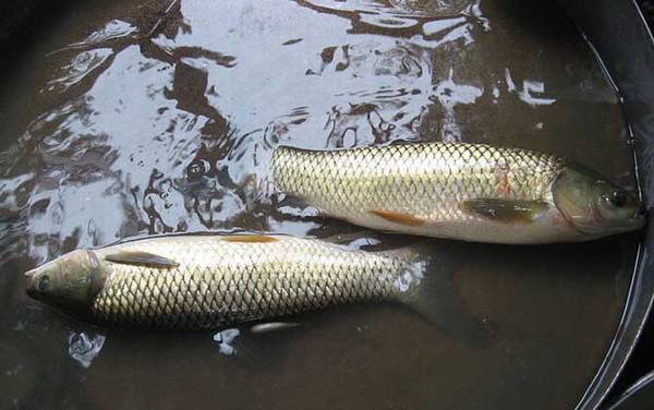 6号袖钩适合钓什么鱼?