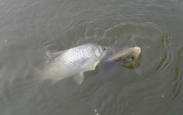 新关东鱼钩适合钓什么鱼?