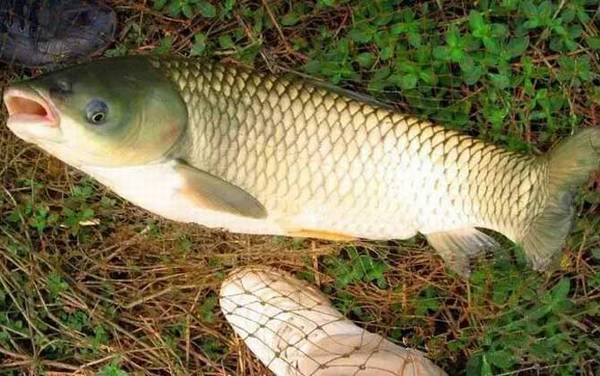 新关东鱼钩适合钓什么鱼?