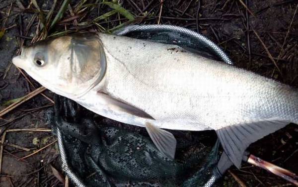 新关东鱼钩适合钓什么鱼?