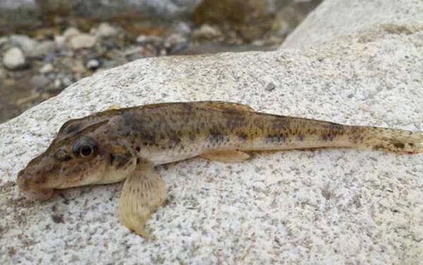 溪流钓用什么线组?