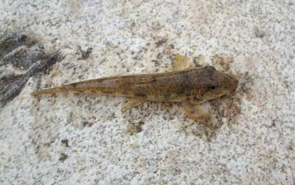 溪流钓用什么线组?