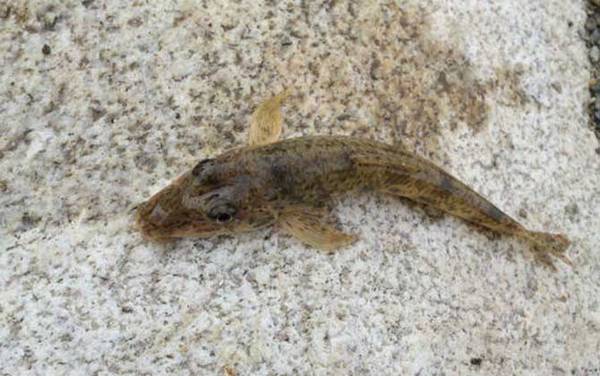 溪流钓用什么线组?