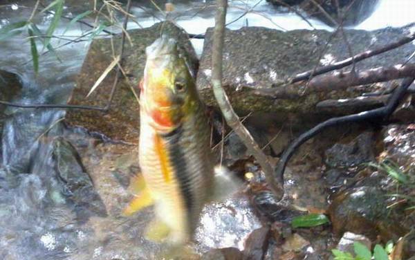 溪流钓用什么钓竿?