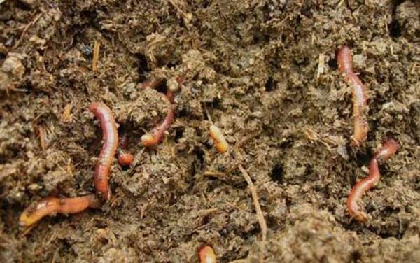 溪流钓要什么装备?