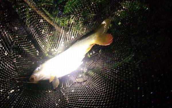 夜钓灯什么光最聚鱼?