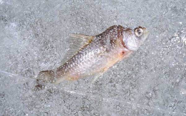 冰钓用什么浮漂?