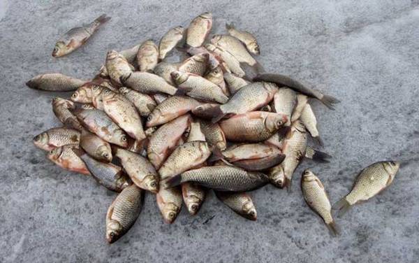 冰钓用什么钓竿?