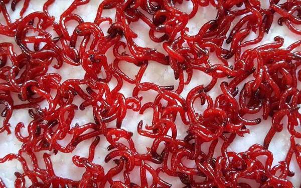 冰钓要哪些装备?