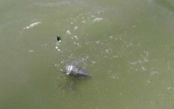 筏钓用什么线组?