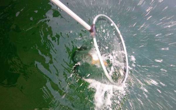 筏钓用什么线组?