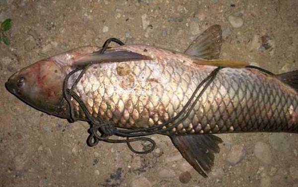 钓草鱼用几号钩合适?