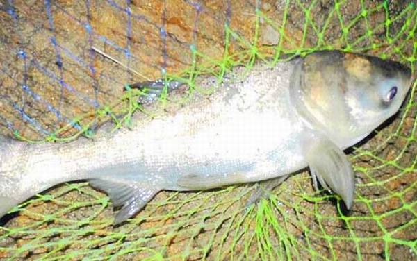 钓鲢鱼用几号钩?