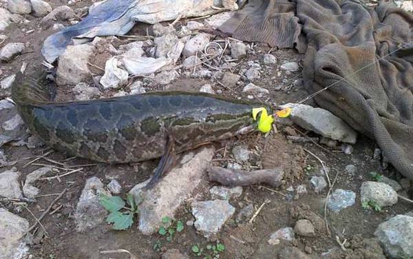 钓黑鱼用什么鱼竿?