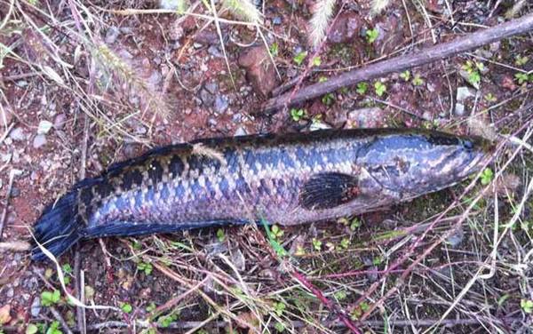 钓黑鱼用什么鱼竿?