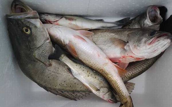 钓鲈鱼用什么线组?