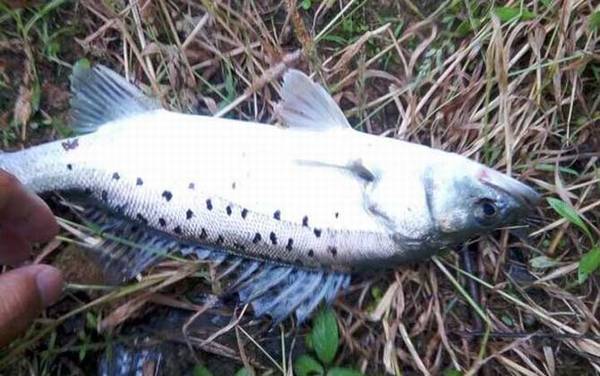 钓鲈鱼用几号线最好?