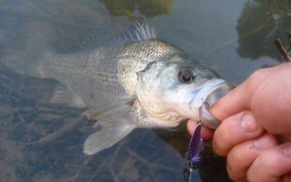 钓鲈鱼用几号线最好?