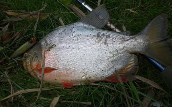 钓鲳鱼用什么线组?