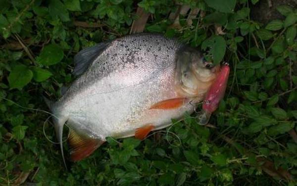 钓鲳鱼用什么线组?