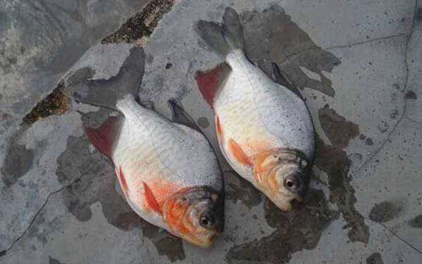 钓鲳鱼用什么钩?